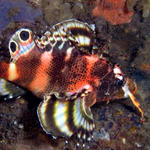 Rare Doublespot Lionfish (Dendrochirus biocellatus)