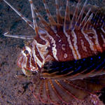 Blackfin Lionfish (Parapterois heterura)