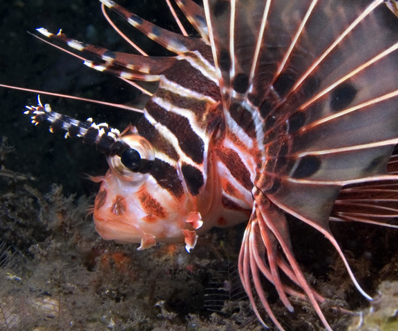 lionfish