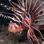 lionfish