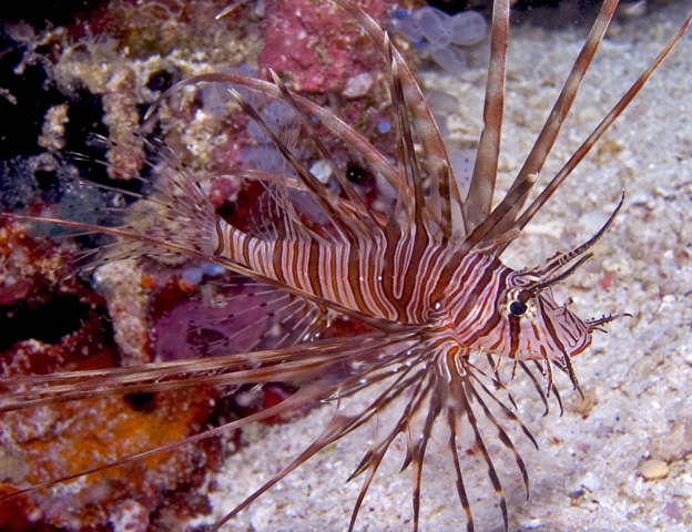 lionfish3