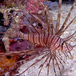 lionfish3