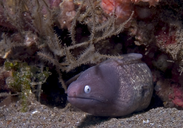 White-eyed Moray