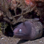 White-eyed Moray