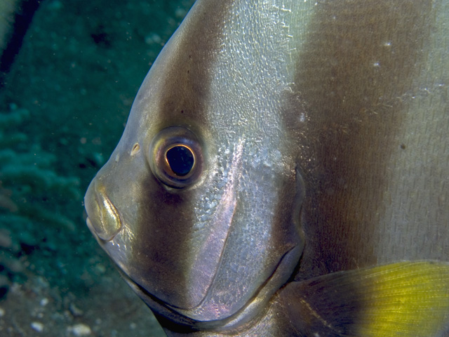 Long-finned Batfish