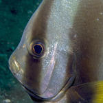 Long-finned Batfish