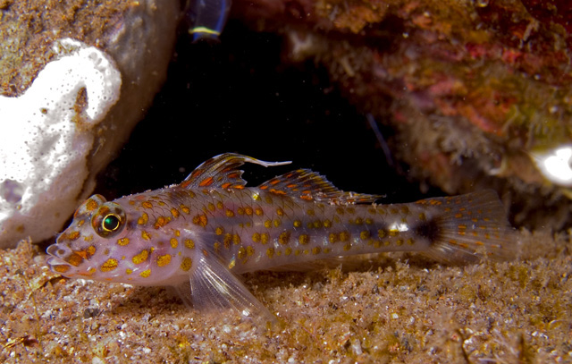 Spottede Shrimpgoby