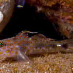 Spottede Shrimpgoby