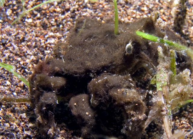 "Seagrass" Decorator Crab