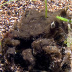 "Seagrass" Decorator Crab