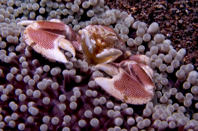 Anemone Porcelain Crab