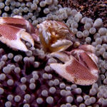 Anemone Porcelain Crab