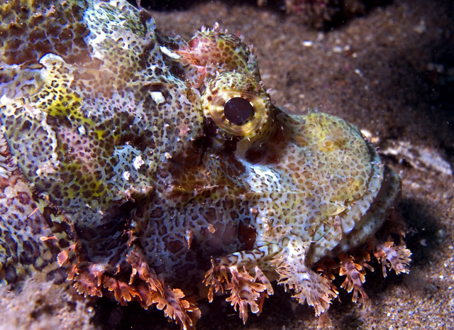 Scorpionfish