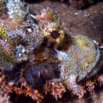 Scorpionfish