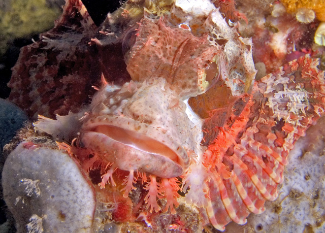 Scorpionfish