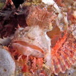 Scorpionfish