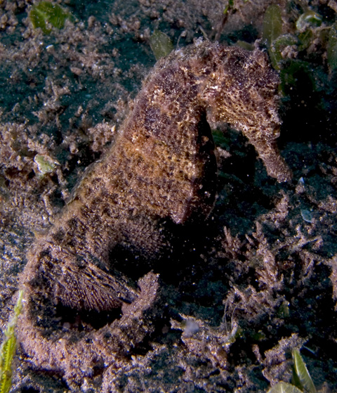 Spotted (Common) Seahorse