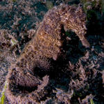 Spotted (Common) Seahorse