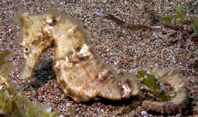 Spotted (Common) Seahorse