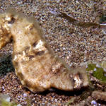 Spotted (Common) Seahorse