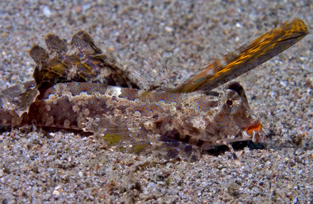 Dragonet