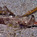 Dragonet