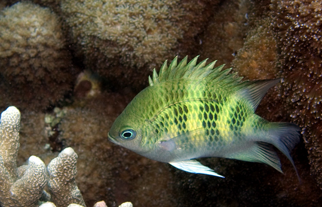 Staghorn Damsel