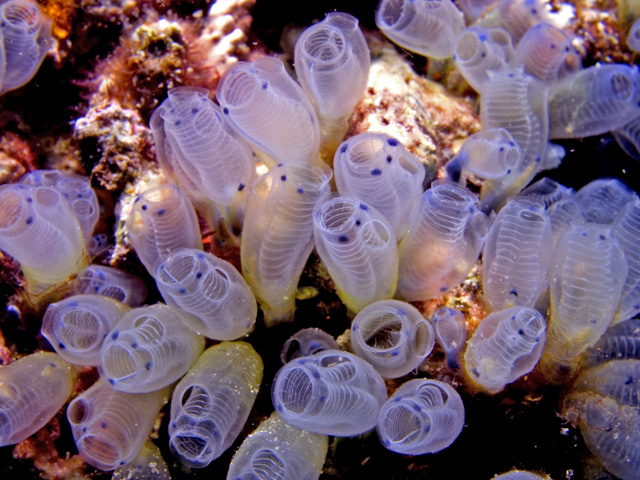 Ascidians (Tunicates)