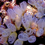 Ascidians (Tunicates)