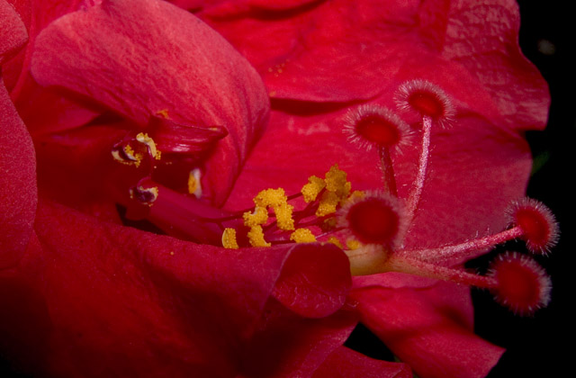 Hibiscus, f8, 1/2000s, SMacro, Inon Z-220 strobe used for lighting