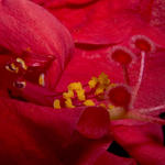 Hibiscus, f8, 1/2000s, SMacro, Inon Z-220 strobe used for lighting