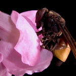 bee on flower - f8, 1/2000s, SMacro, Inon Z-220 used for lighting.
