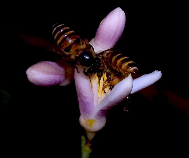 Bees on Lemon Tree Blossom