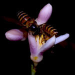 Bees on Lemon Tree Blossom