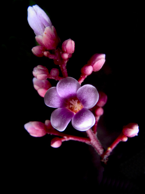 Starfruit Blossom - f8, 1/2000s, SMacro, Inon Z-220 used for lighting.
