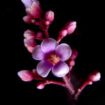 Starfruit Blossom - f8, 1/2000s, SMacro, Inon Z-220 used for lighting.
