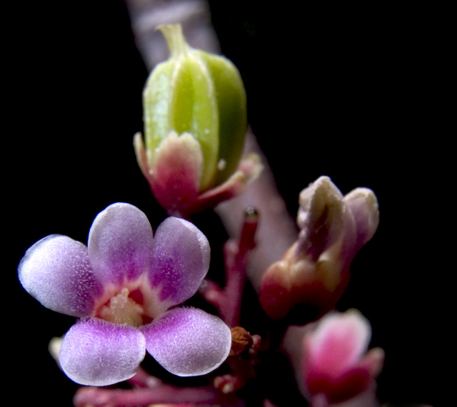 Starfruit Blossom with young starfruit    -             f8, 1/2000s, SMacro, Inon Z-220 used for lighting.