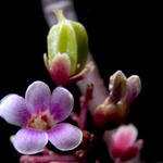 Starfruit Blossom with young starfruit    -             f8, 1/2000s, SMacro, Inon Z-220 used for lighting.