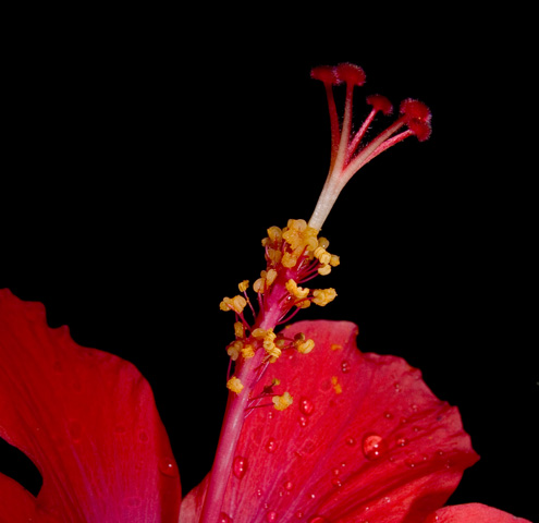 Hibiscus - f8, 1/2000s, SMacro, Inon Z-220 used for lighting.
