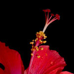 Hibiscus - f8, 1/2000s, SMacro, Inon Z-220 used for lighting.
