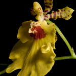 Orchid - f8, 1/2000s, SMacro, Inon Z-220 used for lighting.
