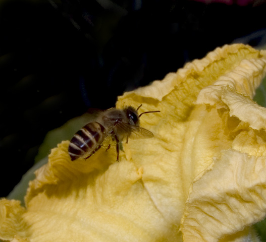 pollenbee