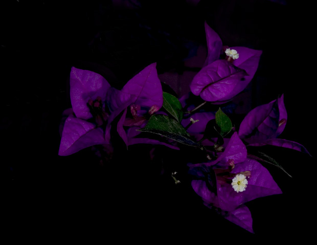 bougainvillea