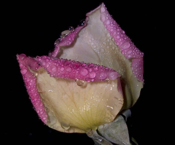 rose2