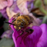 Bee, SMACRO, f8, 1/2000s, INON Z-220 strobe with -3 stop diffuser