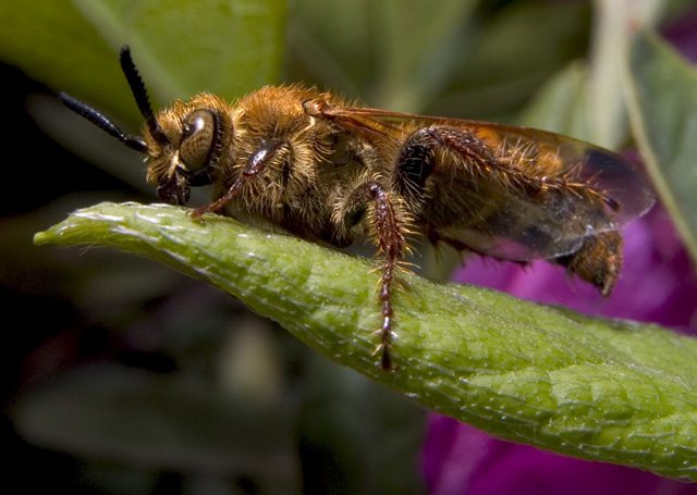 Bee, SMACRO, f8, 1/2000s, INON Z-220 strobe with -3 stop diffuser