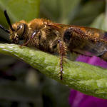 Bee, SMACRO, f8, 1/2000s, INON Z-220 strobe with -3 stop diffuser