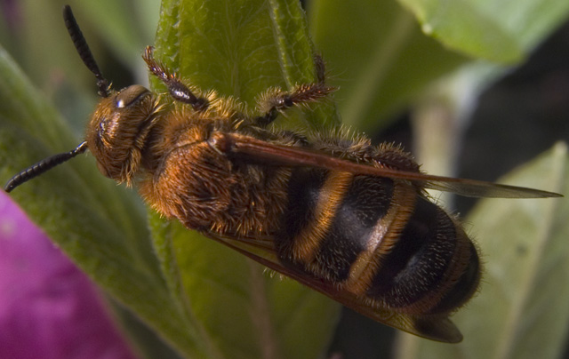 Bee, SMACRO, f8, 1/2000s, INON Z-220 strobe with -3 stop diffuser