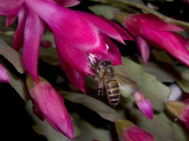 Bee, SMACRO, f8, 1/2000s, INON Z-220 strobe with -3 stop diffuser