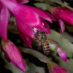 Bee, SMACRO, f8, 1/2000s, INON Z-220 strobe with -3 stop diffuser